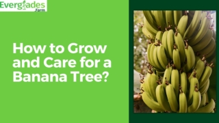 How to Grow and Care for a Banana Tree?