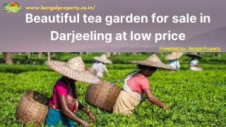 Beautiful tea garden for sale in Darjeeling at low price