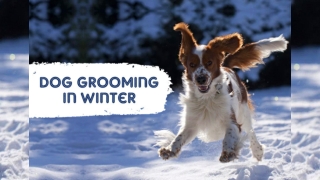 Dog Grooming in Winter