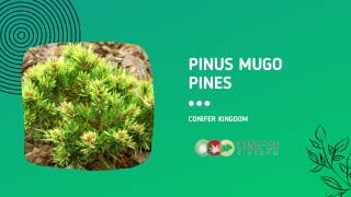 Guide to a Variety of Pinus Mugo Pines
