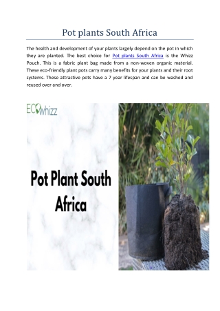Pot plants South Africa