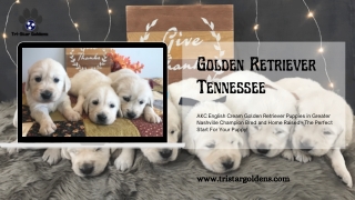 Find The Cute Golden Retrievers in Tennessee-Check here