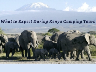 What to Expect During Kenya Camping Tours