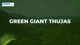 Facts Worth Knowing About the Thuja Green Giant