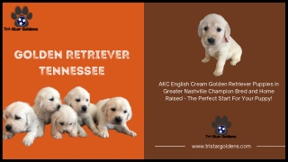 Sale Golden Retriever Puppies in Tennessee-Check out Here!