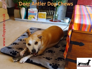 Deer antler dog chews