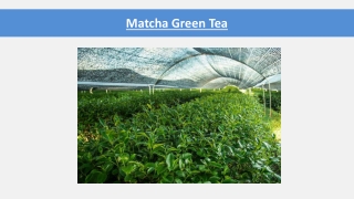 Matcha Green Tea Benefits For Skin