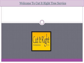Best Tree Removal Services In Hastings | Cut It Right Tree Service Pty Ltd