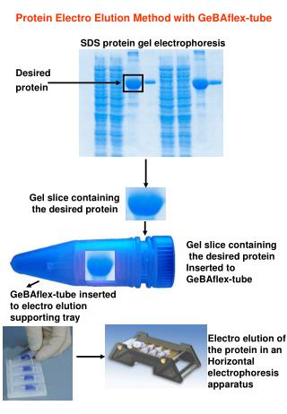 SDS protein gel electrophoresis
