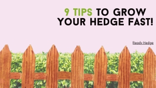 9 Tips to Grow Your Hedges Fast