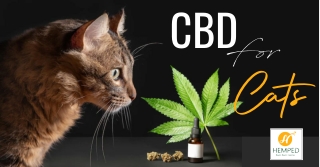 CBD For Cats  - How CBD Can Benefit Cats