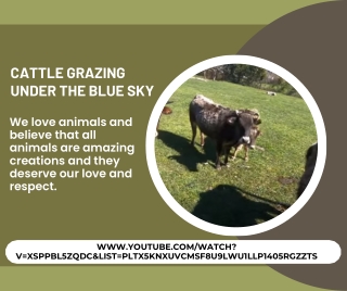 Cow And Other Farm Animal Videos - CATTLE GRAZING UNDER THE BLUE SKY
