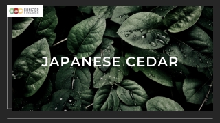 A quick guide about Japanese cedar