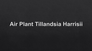 Air Plant Tillandsia Harrisii