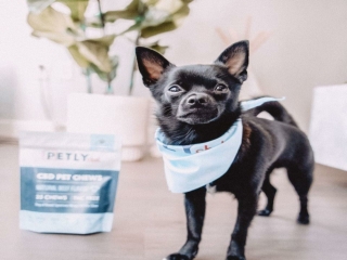 CBD Pet Treats for Dogs