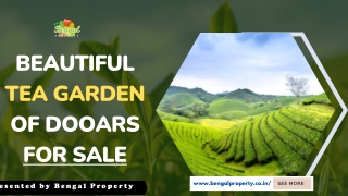 Beautiful tea garden od Dooars for sale