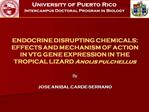 ENDOCRINE DISRUPTING CHEMICALS: EFFECTS AND MECHANISM OF ACTION IN VTG GENE EXPRESSION IN THE TROPICAL LIZARD Anolis pul