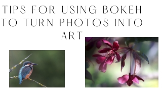 Mohit Bansal Chandigarh- Tips For Using Bokeh To Turn Photos Into Art (1)