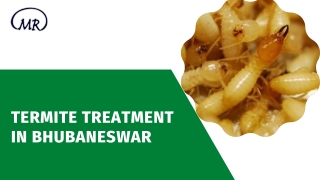 Termite treatment in Bhubaneswar