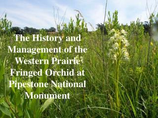 The History and Management of the Western Prairie Fringed Orchid at Pipestone National Monument