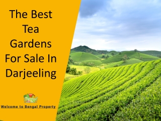 The Best Tea Gardens For Sale In Darjeeling