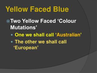 Yellow Faced Blue