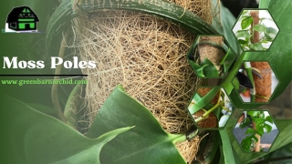 Get The Best Plant Support Moss Poles – Green Barn Orchid