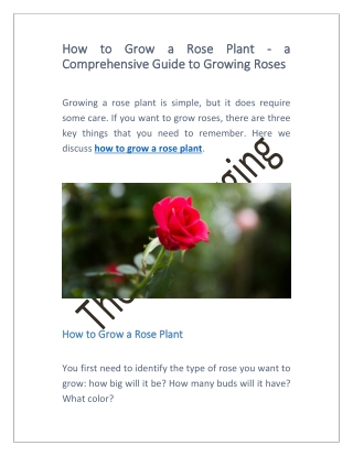 How to Grow a Rose Plant - a Comprehensive Guide to Growing Roses