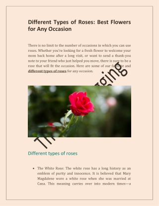 Different Types of Roses Best Flowers for Any Occasion