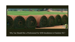 WHY YOU SHOULD HIRE A PROFESSIONAL FOR SOD INSTALLATION IN CHARLOTTE NC