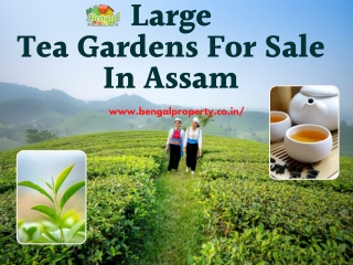 Large Tea Gardens For Sale In Assam