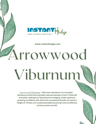 Arrowwood Viburnum: Summer Special