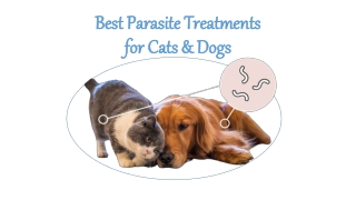 Best Perasite Treatments in Cats & Dogs