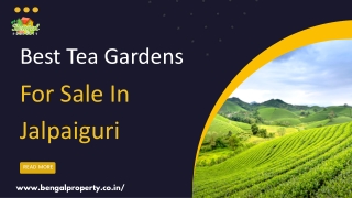 Best Tea Garden For Sale In Jalpaiguri