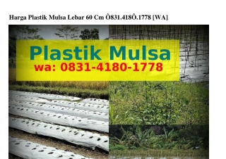 Harga Plastik Mulsa Lebar 60 Cm 08౩l-Ꮞl80-lᜪᜪ8[WhatsApp]