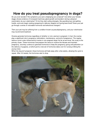 How do you treat pseudopregnancy in dogs