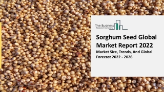 Sorghum Seed Market Demand, Business Opportunities And Share Report To 2031