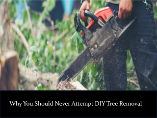 Why You Should Never Attempt DIY Tree Removal