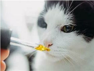 Organic CBD Oil for Cats