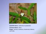 Scientific Name: Epidendrum polybulbon