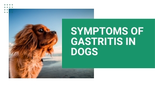 Symptoms of Gastritis in Dogs