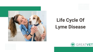Life Cycle Of Lyme Disease