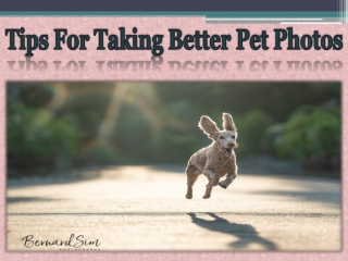 Tips For Taking Better Pet Photos