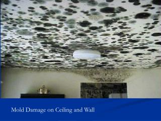 Mold Damage on Ceiling and Wall