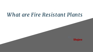 What are Fire Resistant Plants