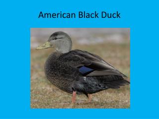 American Black Duck