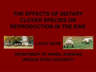 THE EFFECTS OF DIETARY CLOVER SPECIES ON REPRODUCTION IN THE EWE