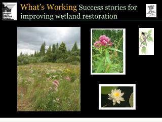 What’s Working Success stories for improving wetland restoration
