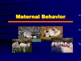 Maternal Behavior