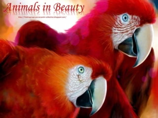 Animals in Beauty part1